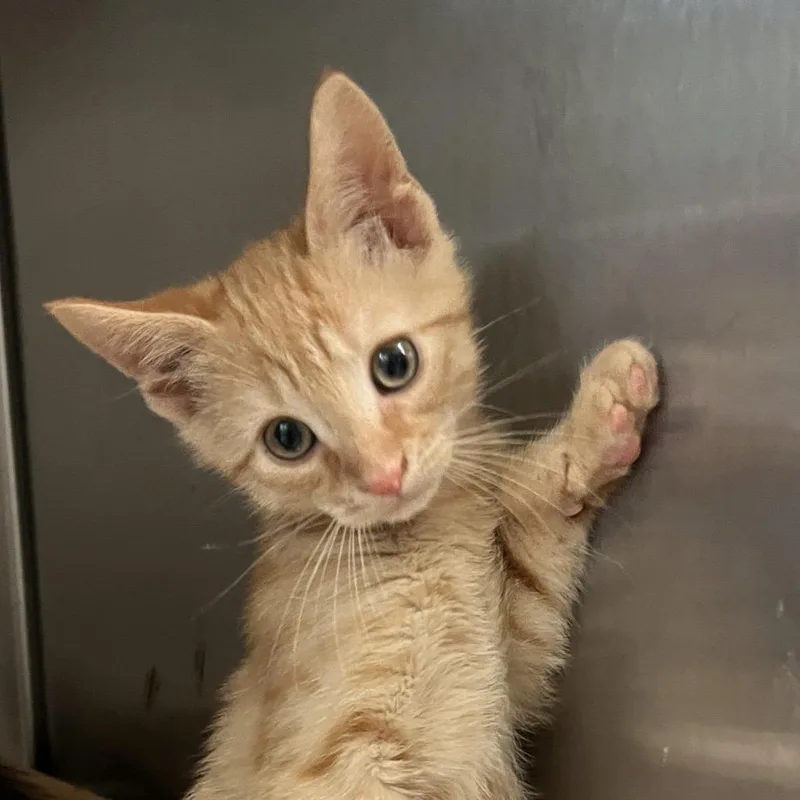 A baby small-sized female Orange / Red Domestic Short Hair cat named Purraline Swirl for adoption in Lynchburg, VA