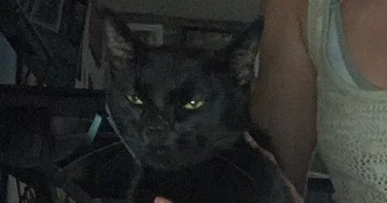 A young small-sized female Black Domestic Short Hair cat named Luna for adoption in Deltona, FL
