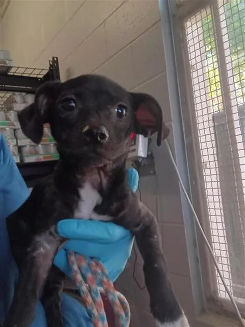 A baby small-sized male Terrier dog named A for adoption in Sacramento, CA