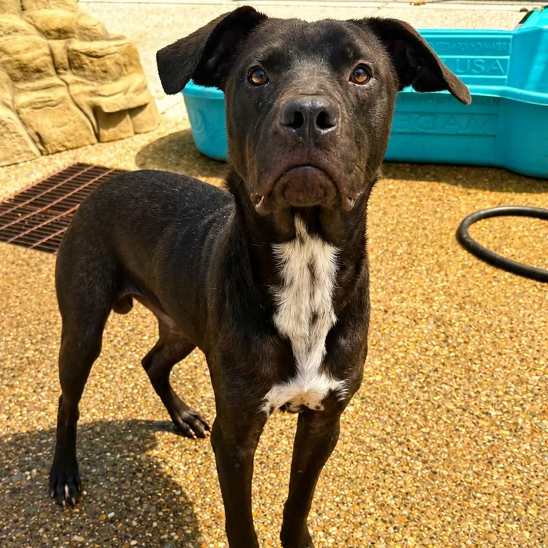 A young medium-sized male Black Mixed Breed dog named Crockpot Buffalo Chicken Dip for adoption in Charleston, WV