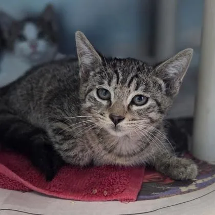 A baby small-sized male Domestic Short Hair cat named Jeremiah for adoption in Westland, MI