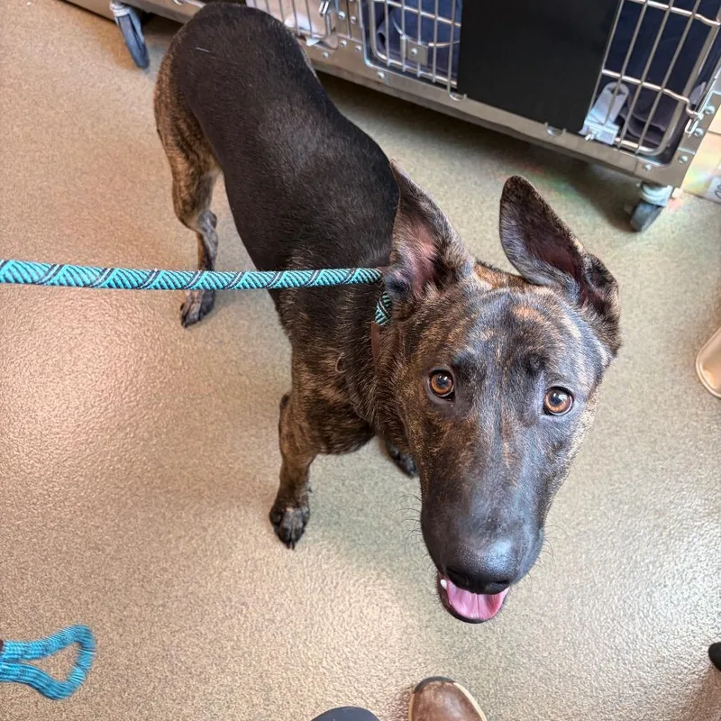 A young medium-sized male Brown / Chocolate Dutch Shepherd dog named Mojo for adoption in Council Bluffs, IA