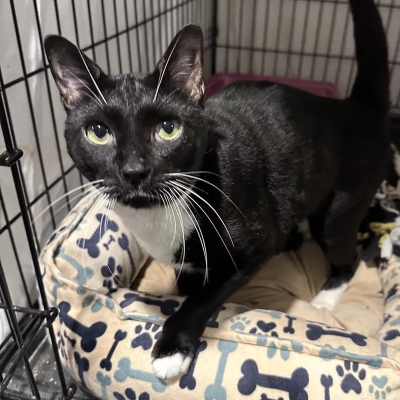 A young large-sized male Black Domestic Short Hair cat named Willy Wonka for adoption in Mount Laurel, NJ