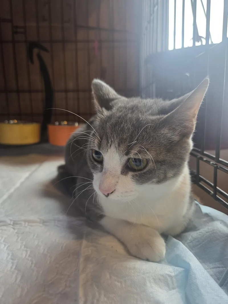 A young small-sized female Domestic Short Hair cat named Marsha for adoption in New Kensington, PA