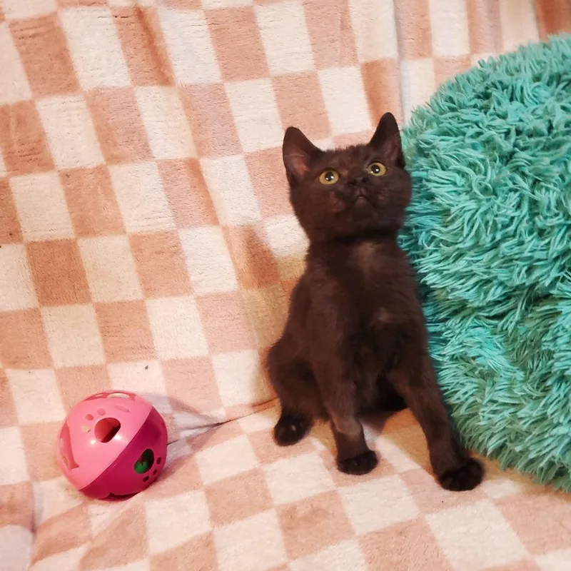 A baby small-sized male Black Domestic Short Hair cat named Bane for adoption in Jefferson city, TN