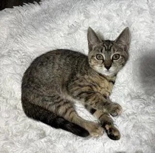 A baby large-sized female Torbie Domestic Short Hair cat named Nyx for adoption in Lemoyne, PA