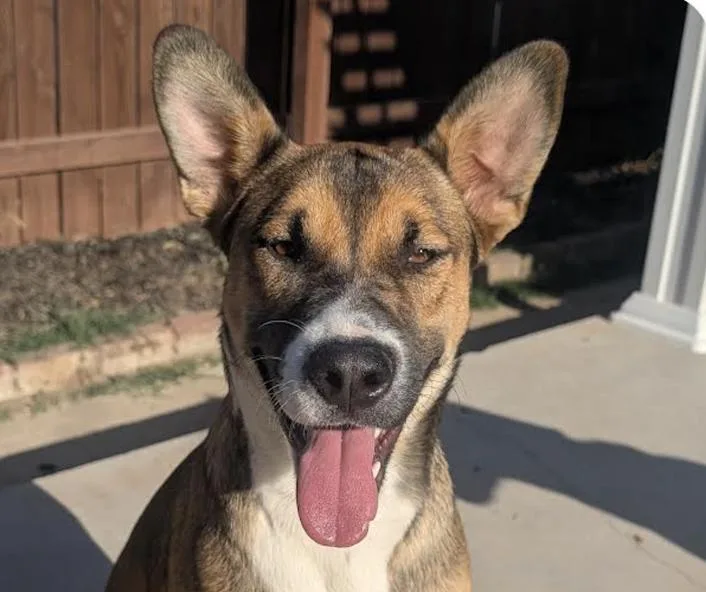 A baby medium-sized female Shepherd dog named Houdini for adoption in San Ramon, CA