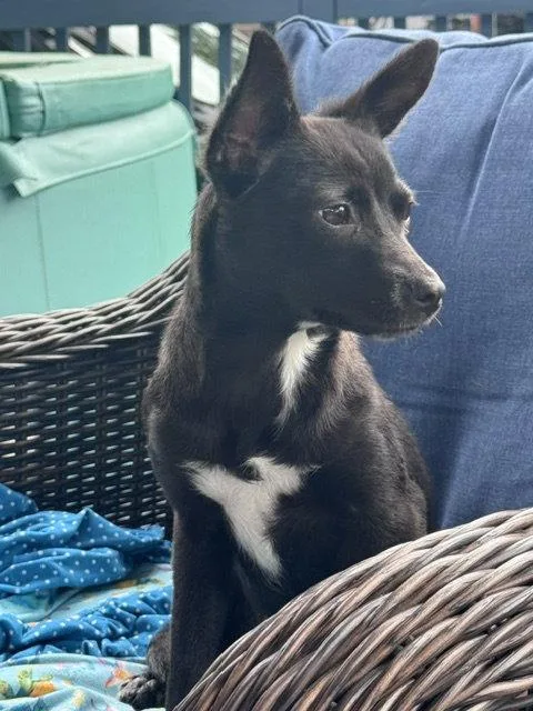 An adult small-sized female Chihuahua dog named Chilala for adoption in Brooklyn Center, MN