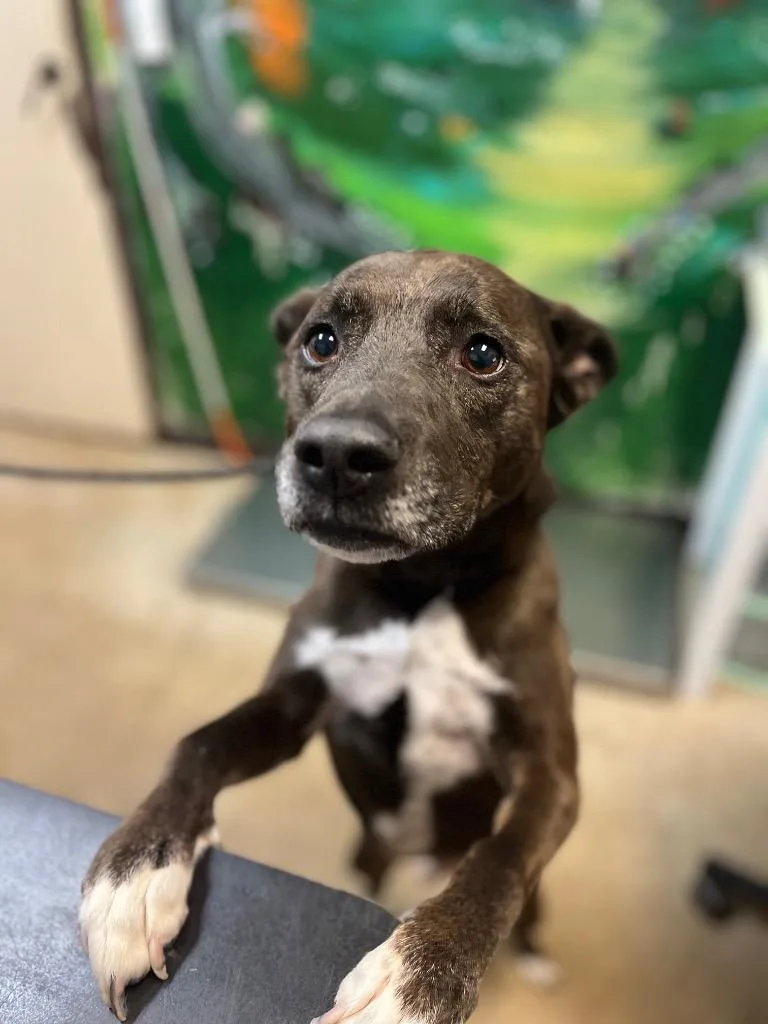 An adult medium-sized male Labrador Retriever dog named Chocolate for adoption in New Braunfels, TX