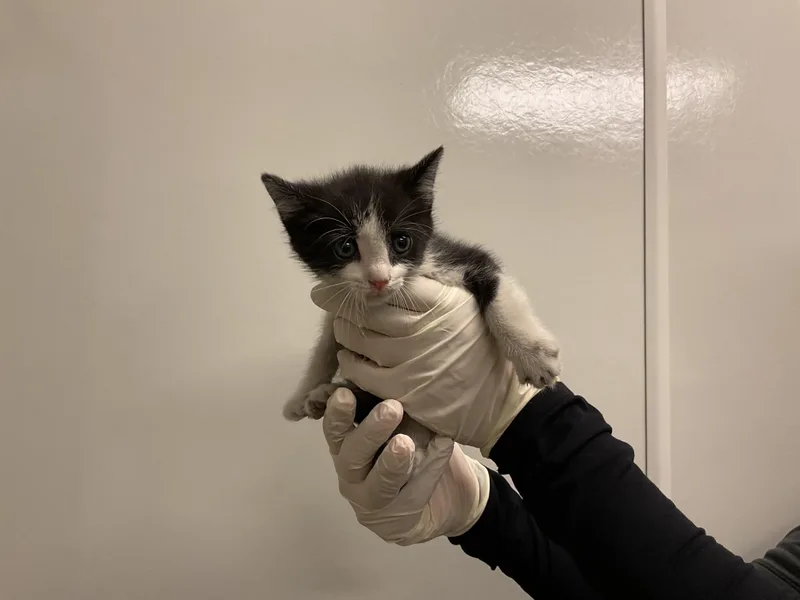 A baby small-sized male Domestic Short Hair cat named Raphael for adoption in Ontario, CA