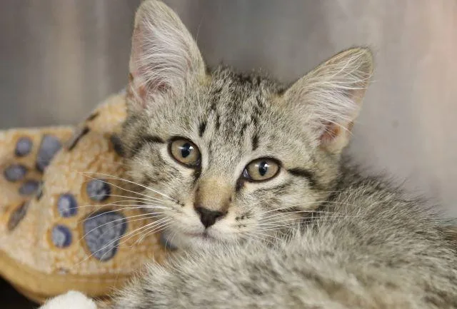 A baby small-sized male Domestic Short Hair cat named Mongoose for adoption in Tucson, AZ