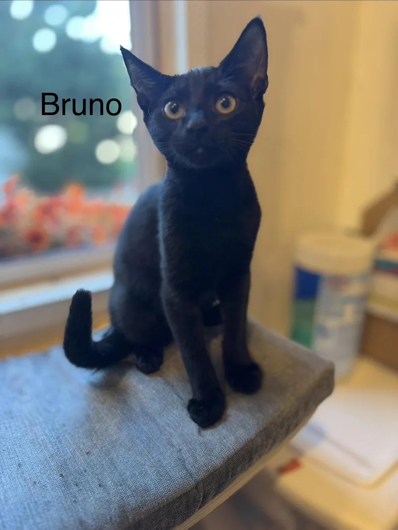 A baby small-sized male White Domestic Short Hair cat named Bruno for adoption in Syosset, NY