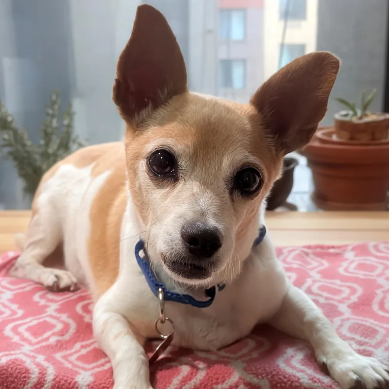 A senior small-sized male White / Cream Jack Russell Terrier dog named Chippy for adoption in Brooklyn, NY