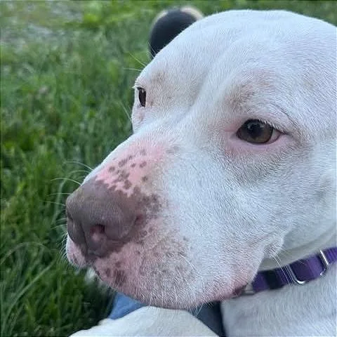 Penelope"pinky" thumbnail 4