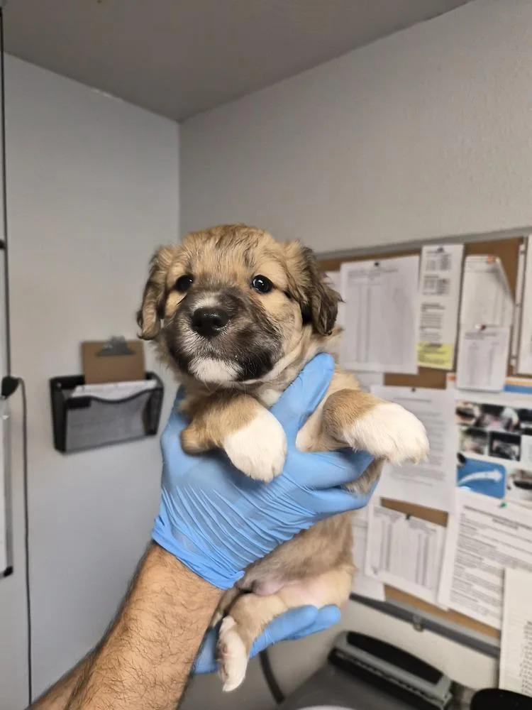 A baby large-sized female Australian Shepherd dog named Dyson for adoption in Bolivar, MO