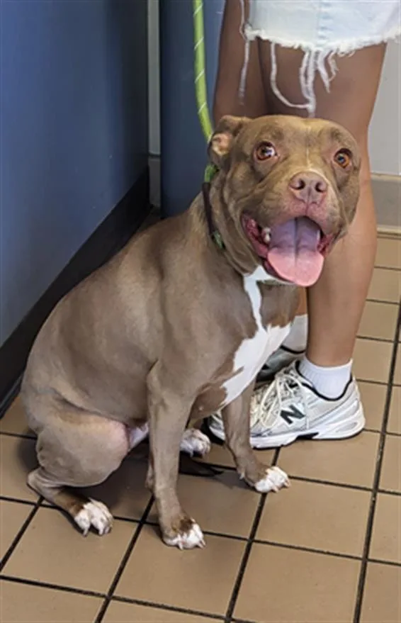 An adult medium-sized female Pit Bull Terrier dog named Kioko for adoption in Burbank, CA