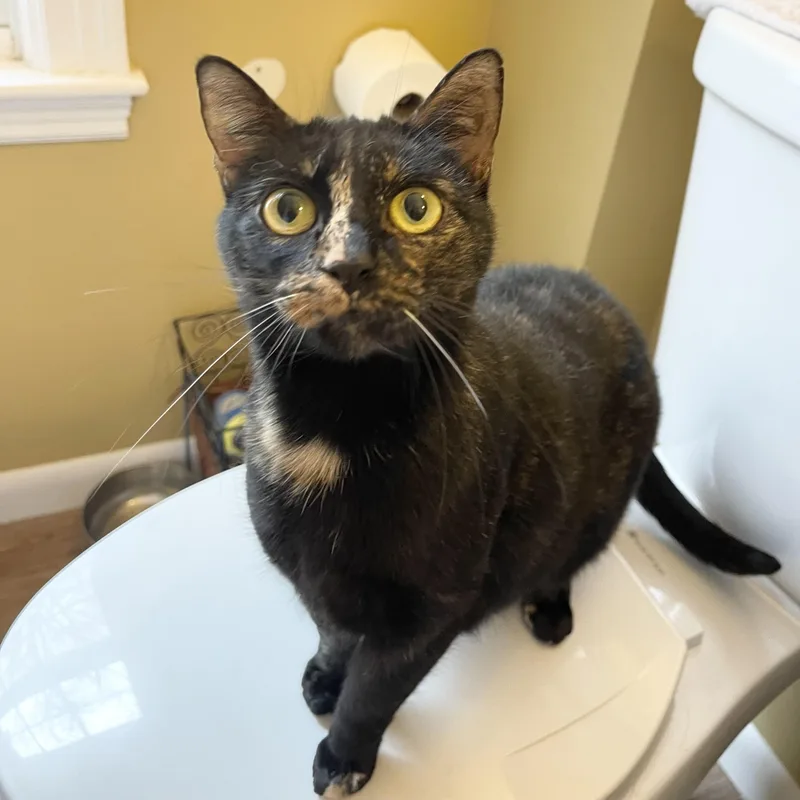 An adult medium-sized female Tortoiseshell cat named Leona for adoption in New York, NY