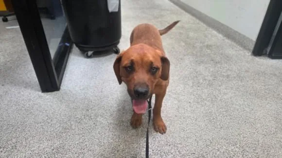 A young medium-sized male Rhodesian Ridgeback dog named Scooby Red for adoption in Los Angeles, CA