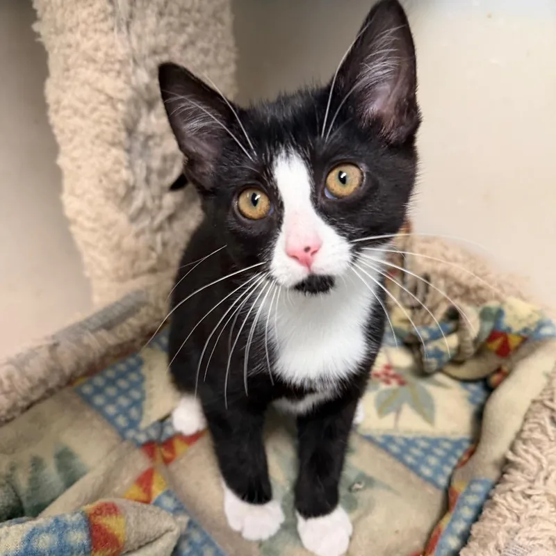 A baby small-sized female Black Domestic Short Hair cat named Lentil for adoption in Milford, IA