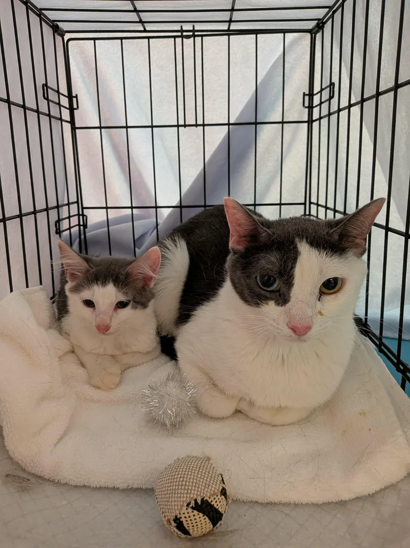 A young medium-sized female Gray & White Domestic Short Hair cat named Dexter & Bubbles for adoption in Bayonne, NJ