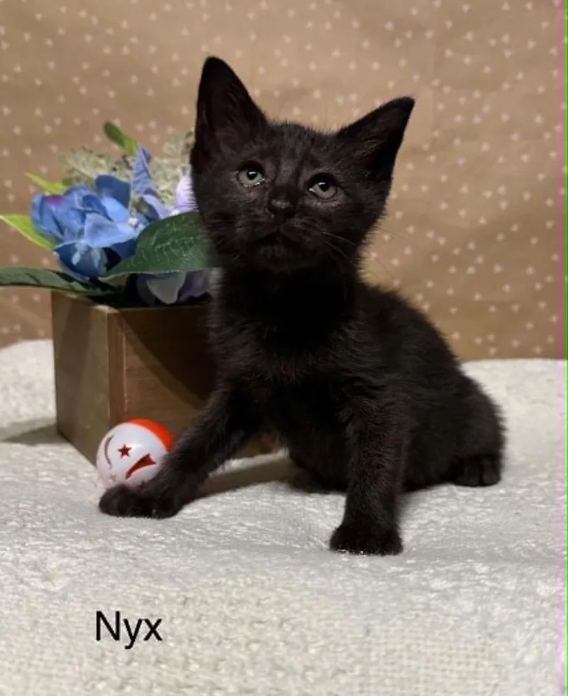 A baby small-sized female Black Domestic Short Hair cat named Nyx for adoption in Groveland, MA