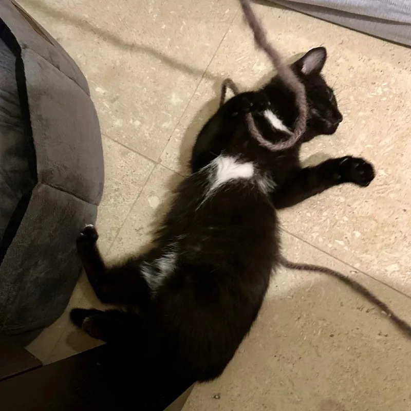 A young medium-sized female Domestic Short Hair cat named Amore for adoption in Cumming, GA