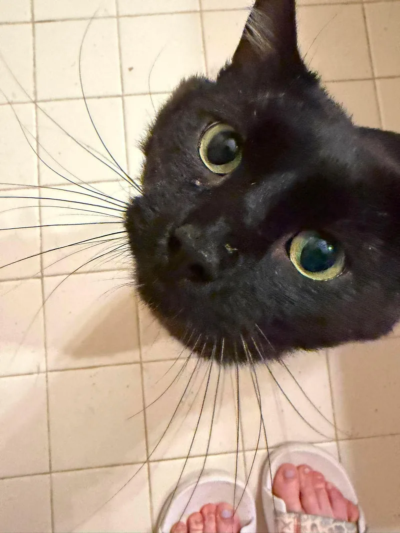 An adult medium-sized male Black Domestic Short Hair cat named Pudding for adoption in Ann Arbor, MI