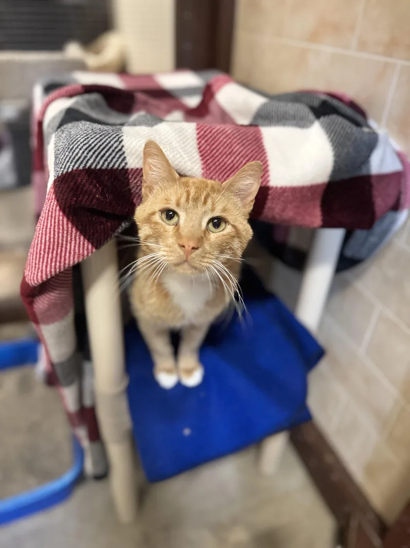 An adult medium-sized male Tabby (Orange / Red) Domestic Short Hair cat named Ollie for adoption in Dodgeville, WI