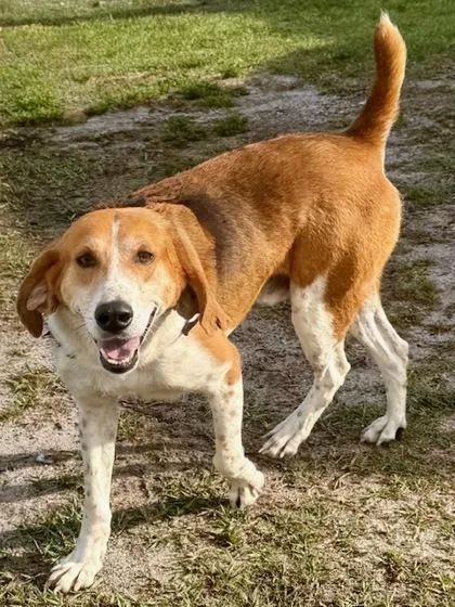 An adult medium-sized male Hound dog named Memphis for adoption in Port Saint Joe, FL