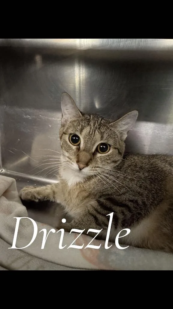 A young medium-sized female Domestic Short Hair cat named Drizzle for adoption in Cambridge, MD