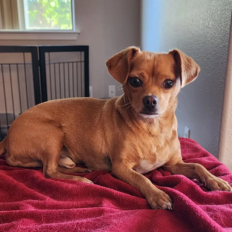 An adult small-sized male Chihuahua dog named Fred for adoption in Phoenix, AZ