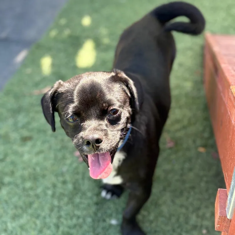 Columbo