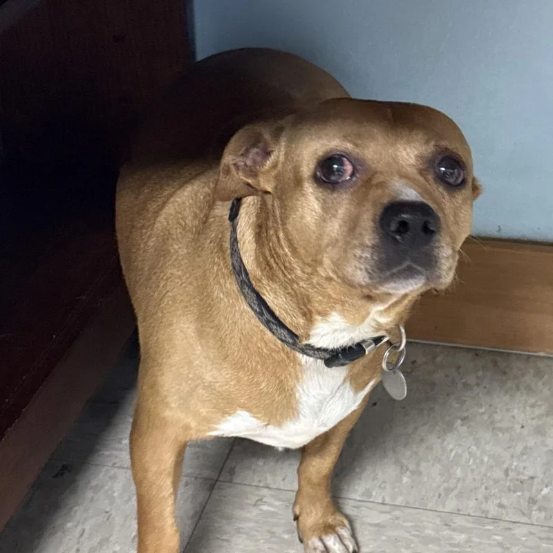 An adult medium-sized female Terrier dog named Brownie for adoption in Franklin, NC