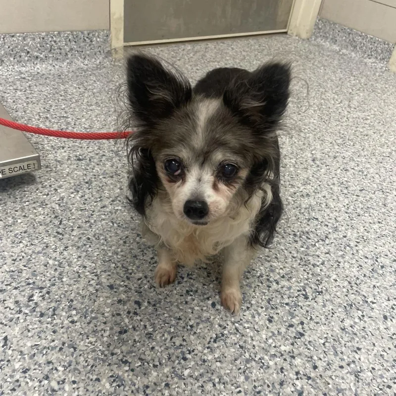 A senior small-sized female Brown / Chocolate Mixed Breed dog named Sasha for adoption in Northbrook, IL