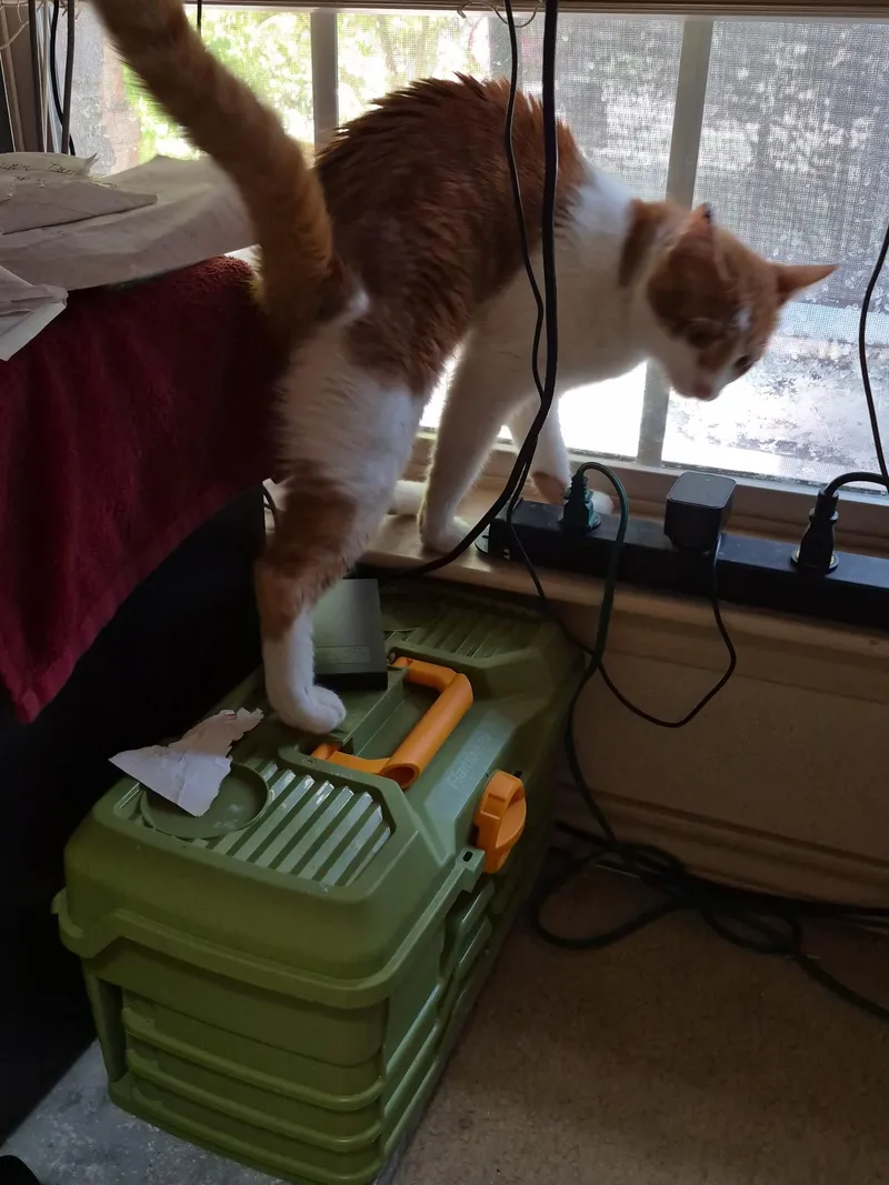 Tigger thumbnail 3