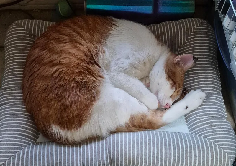 Tigger thumbnail 4