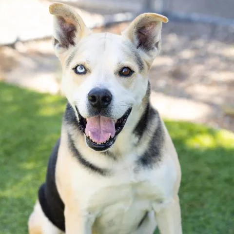 Max
