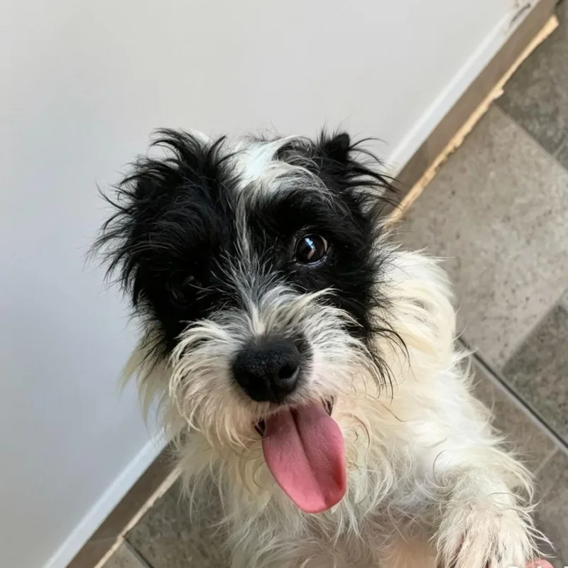 Domino
