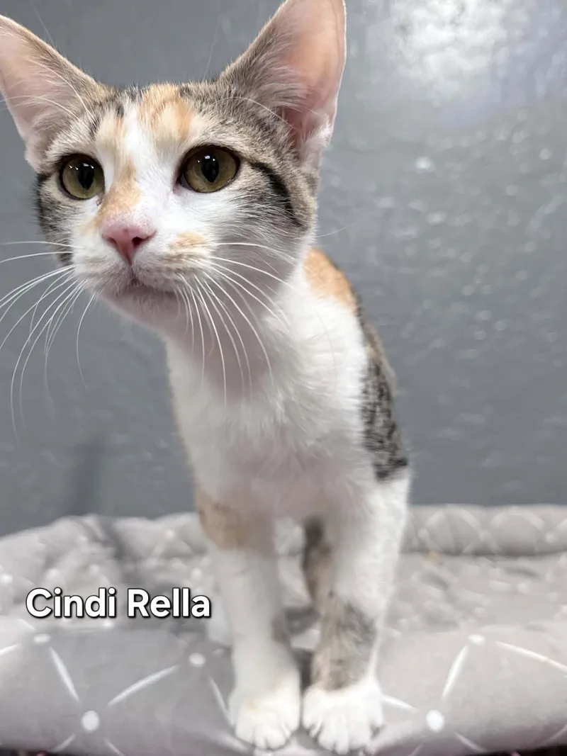 A young medium-sized female Domestic Short Hair cat named Cindi Rella for adoption in Phoenix, AZ