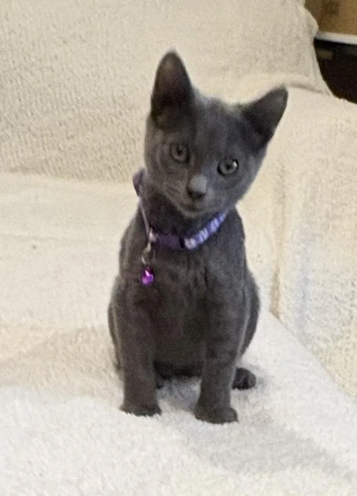 A baby small-sized female Gray / Blue / Silver Domestic Short Hair cat named Krackle for adoption in Plymouth, MN