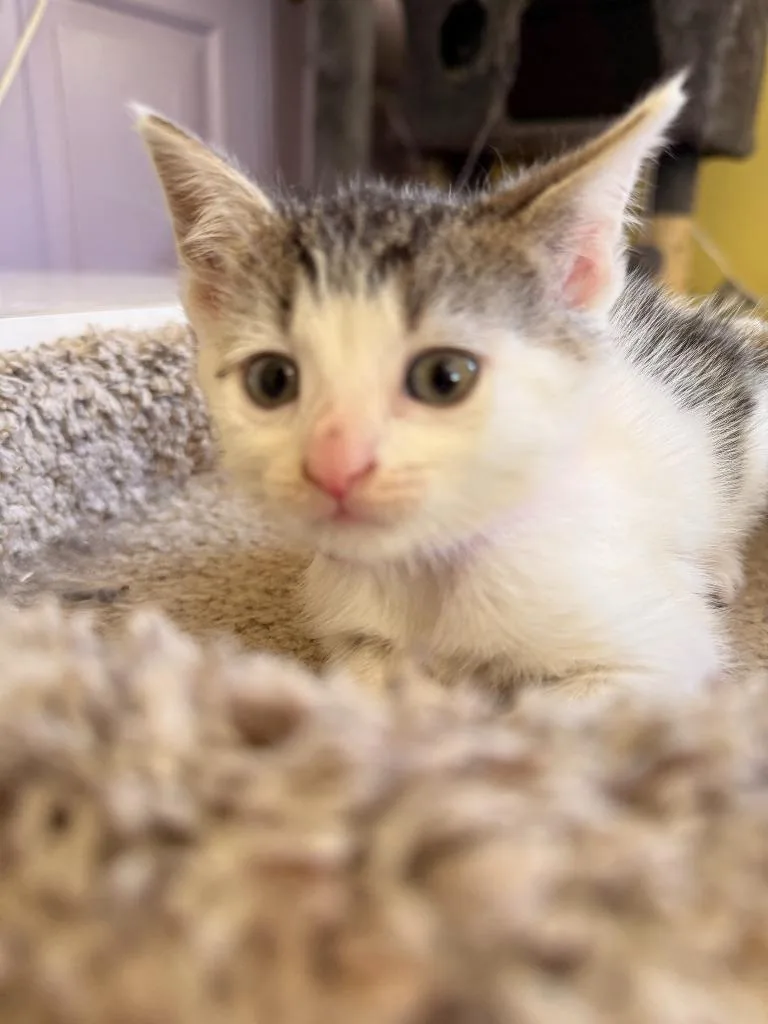 A baby medium-sized female Domestic Short Hair cat named Jan for adoption in Pomona, NY