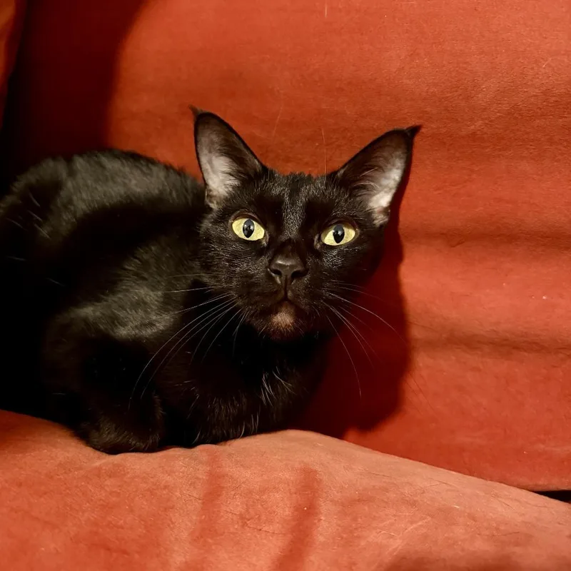 Frankie