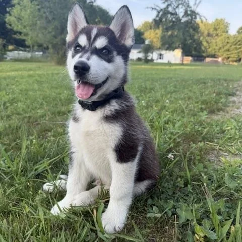 A young large-sized male Brown / Chocolate Husky dog named Cosmo for adoption in Detroit, MI