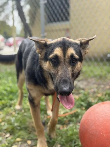 Pita