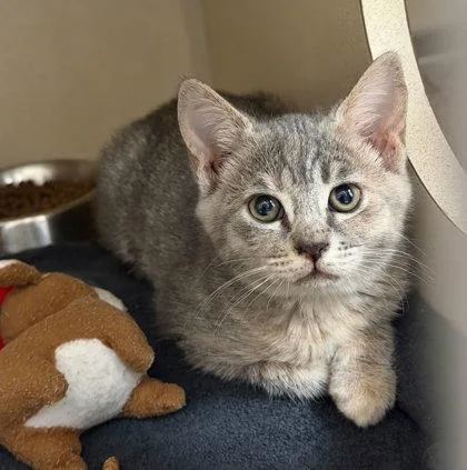 A baby medium-sized female Domestic Short Hair cat named Stormie for adoption in Sacramento, CA