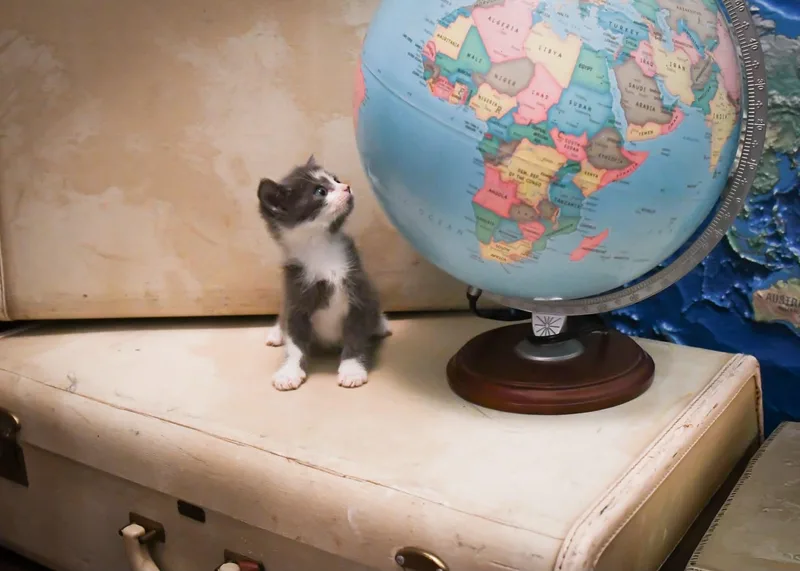 A baby medium-sized male Domestic Short Hair cat named Oslo for adoption in Port Washington, WI
