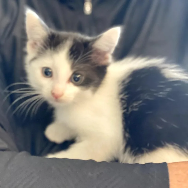 A baby small-sized male White Domestic Short Hair cat named Kibble for adoption in Long Beach, CA