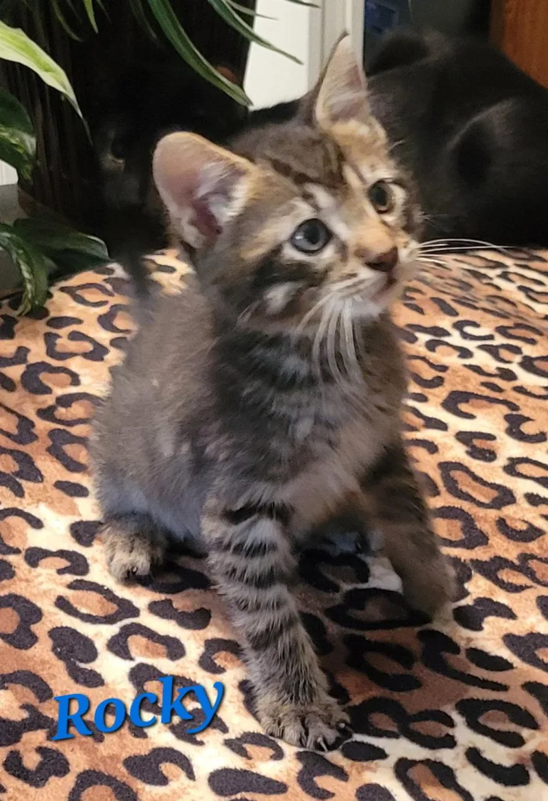 A baby small-sized male Tabby cat named Rocky for adoption in Locust Grove, GA
