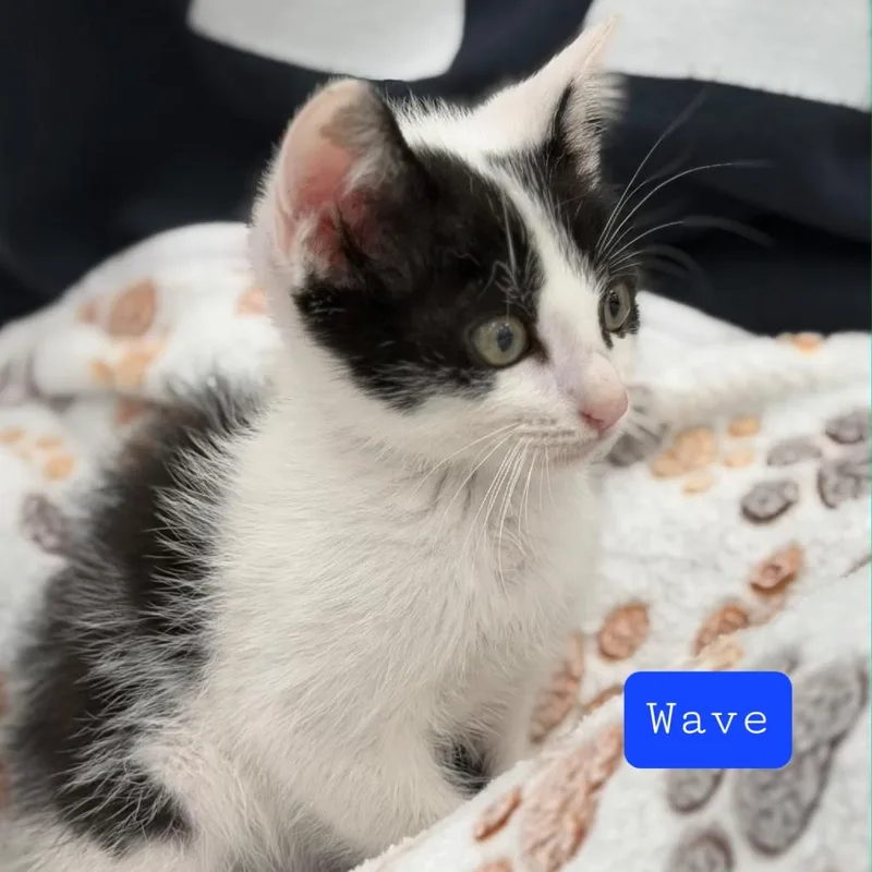 A young medium-sized male Black & White / Tuxedo Domestic Short Hair cat named Wave for adoption in miami, FL