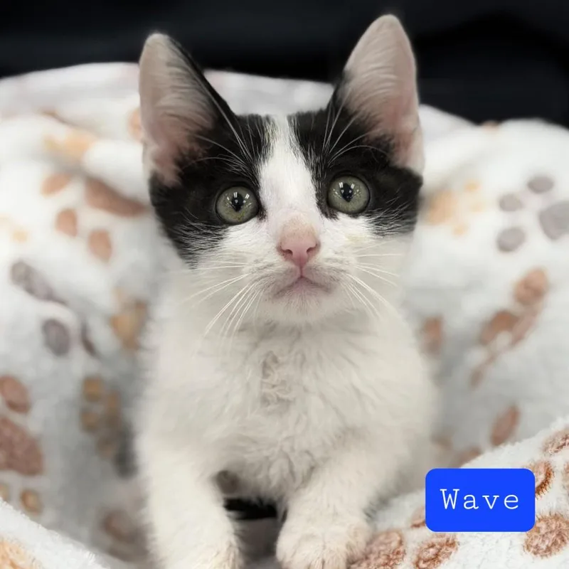 Wave thumbnail 3